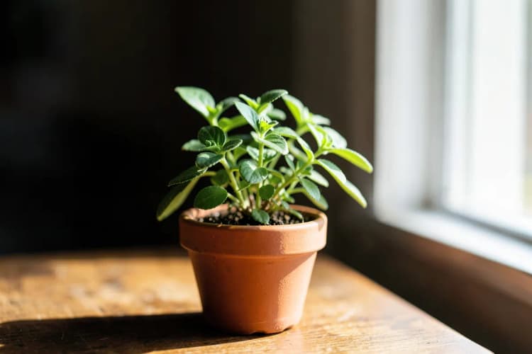Uma planta crescendo em um vaso sobre uma mesa, com luz solar brilhante incidindo sobre ela.